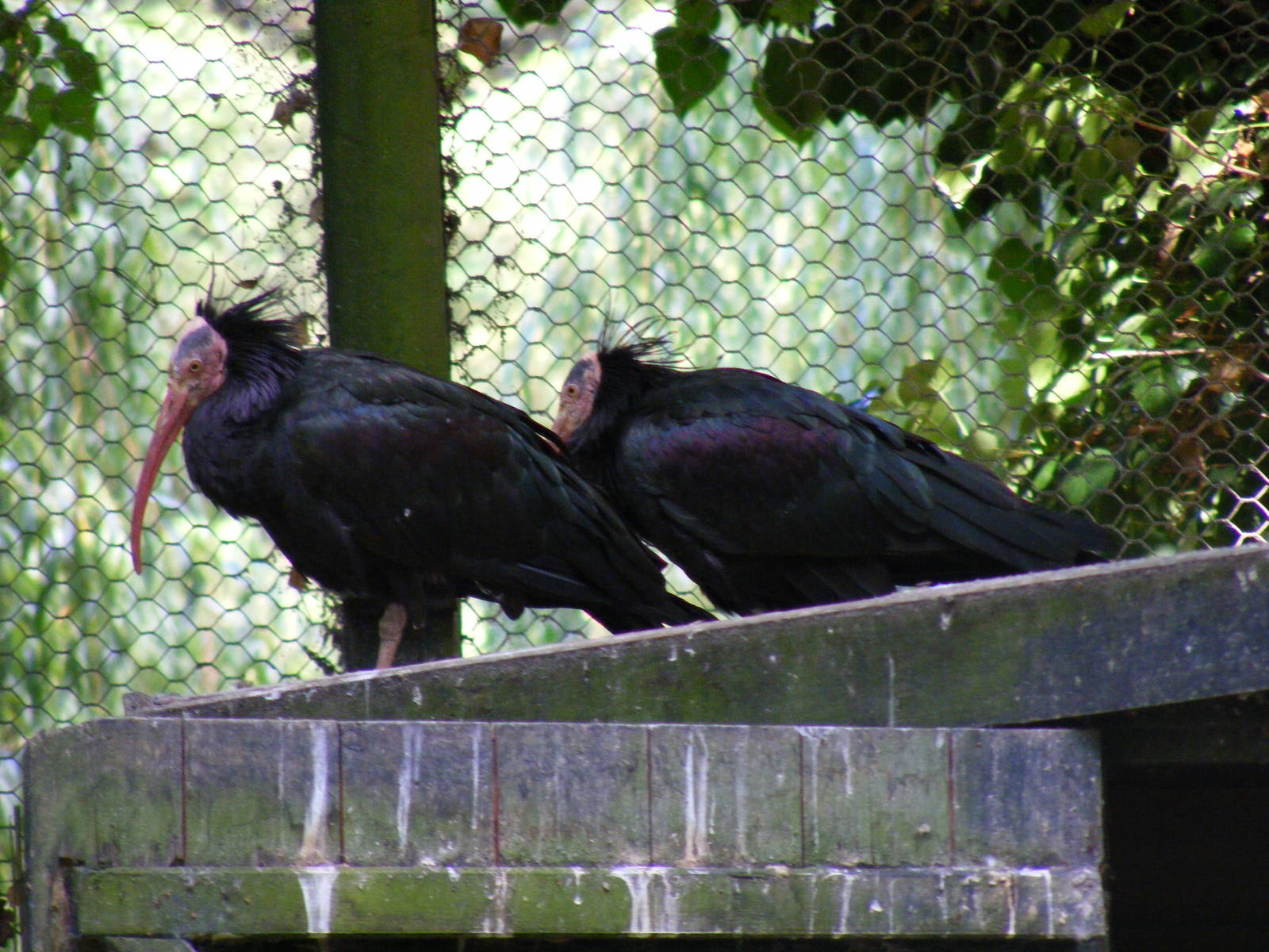 Waldrapp ibises at Birdworld, 20 June 2010