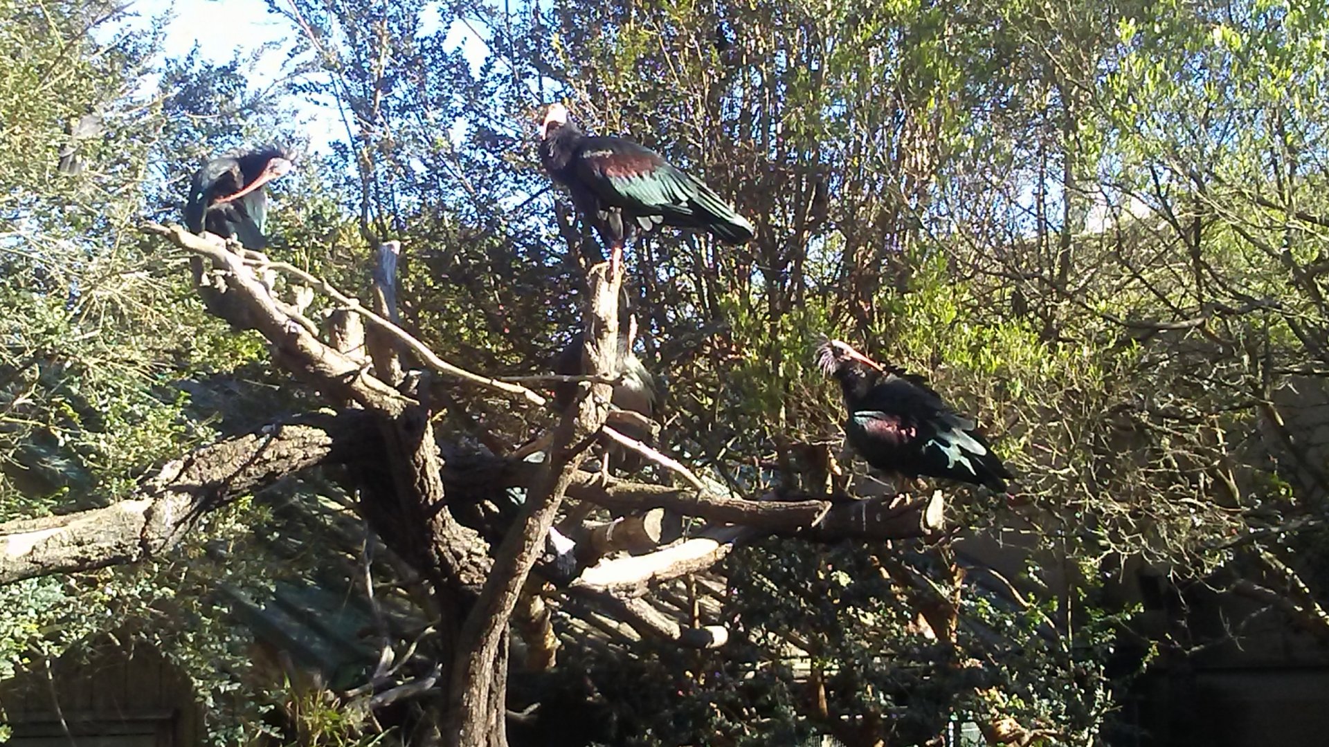 Waldrapp ibises
