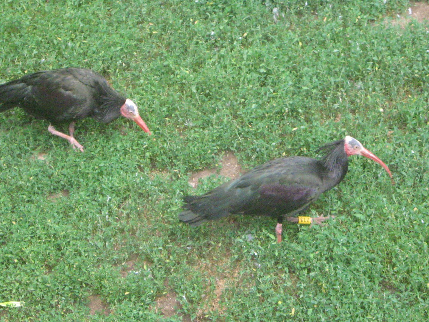 Waldrapp Ibises