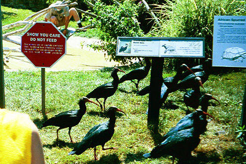 Waldrapp Ibises