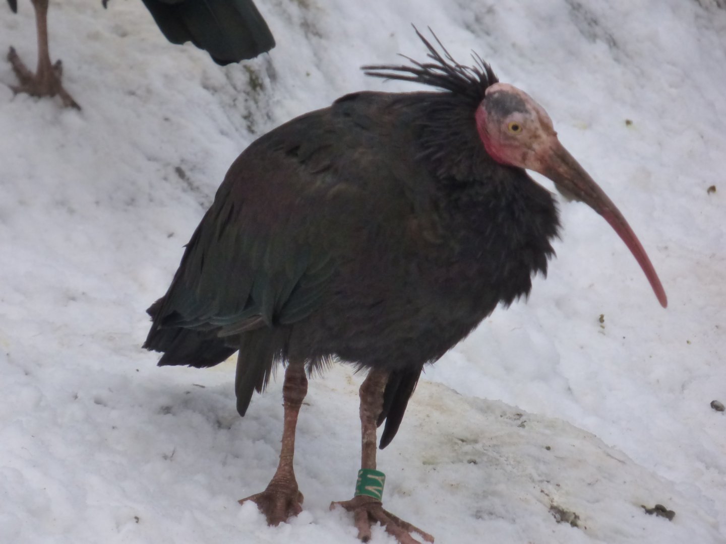 Waldrapp in the snow
