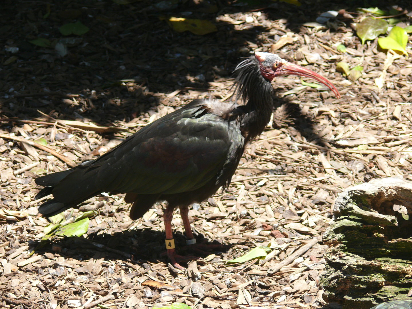 Waldrapp - July 8th 2023