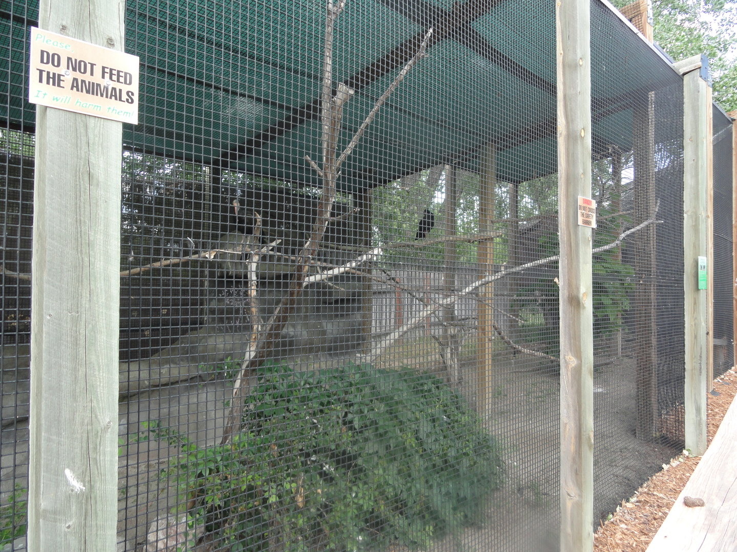 Waldrapp & Madagascar Crested Ibis Exhibit