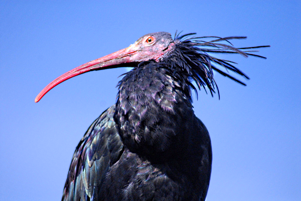 Waldrapp - Marwell Zoological Park 2022