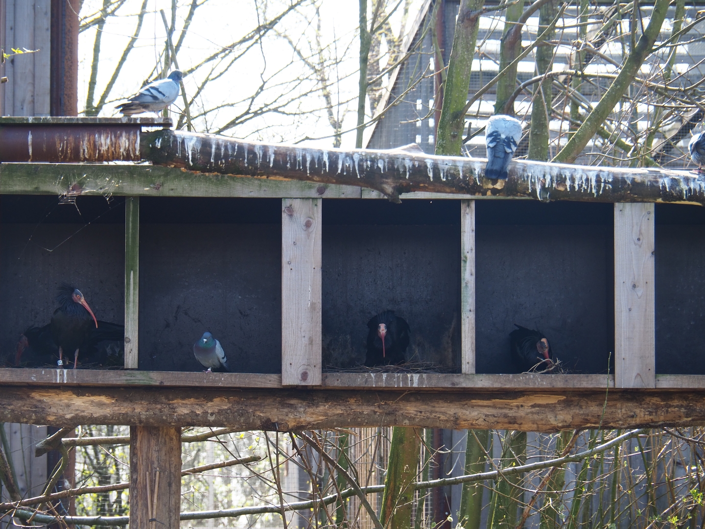 Waldrapp nesting boxes, 2019-03-30