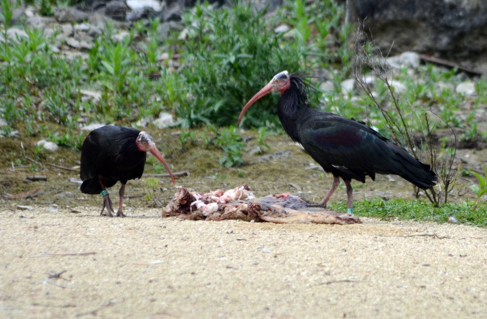 Waldrapp or Northern Bald Ibis