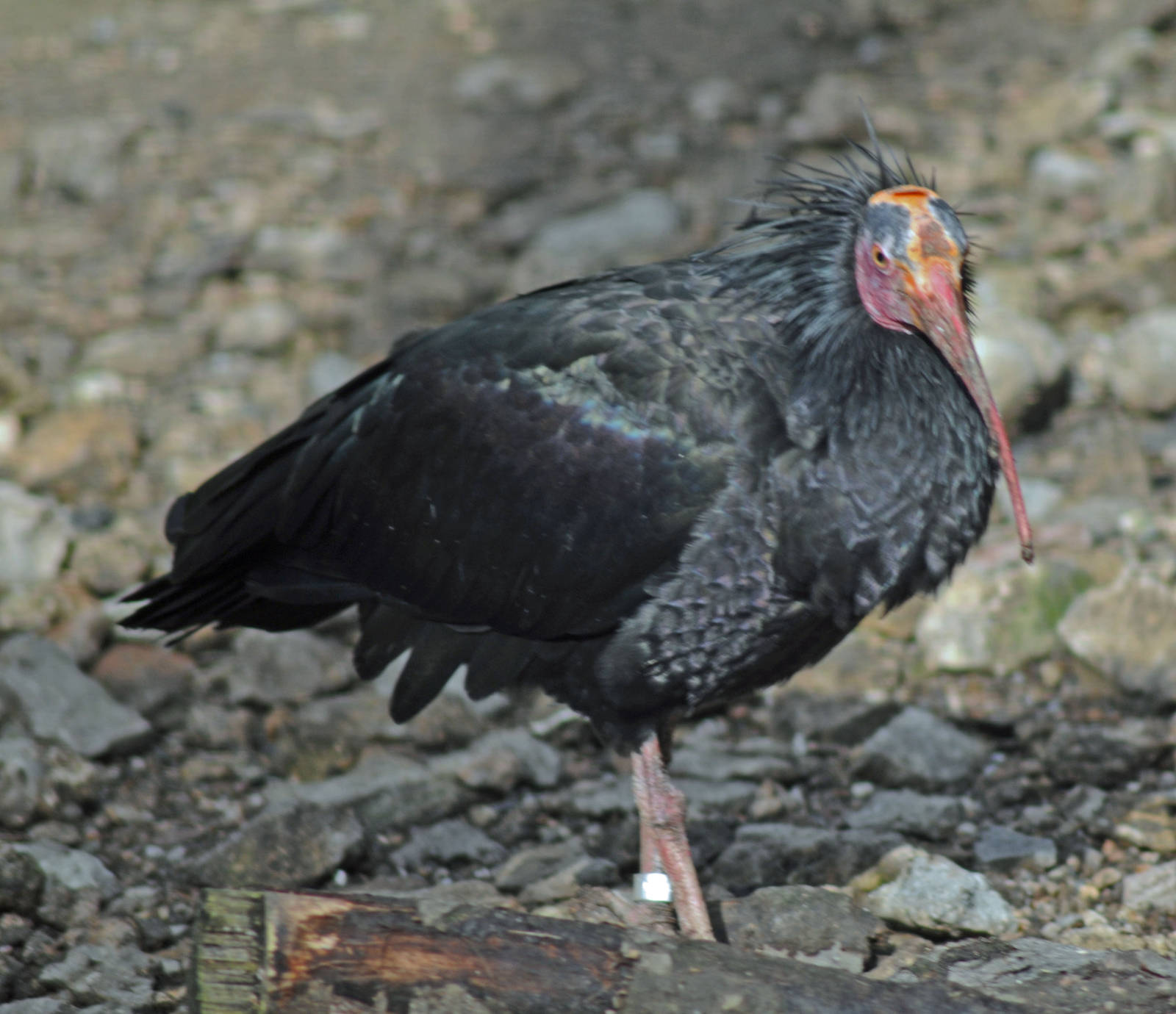 WALDRAPP OR NORTHERN IBIS