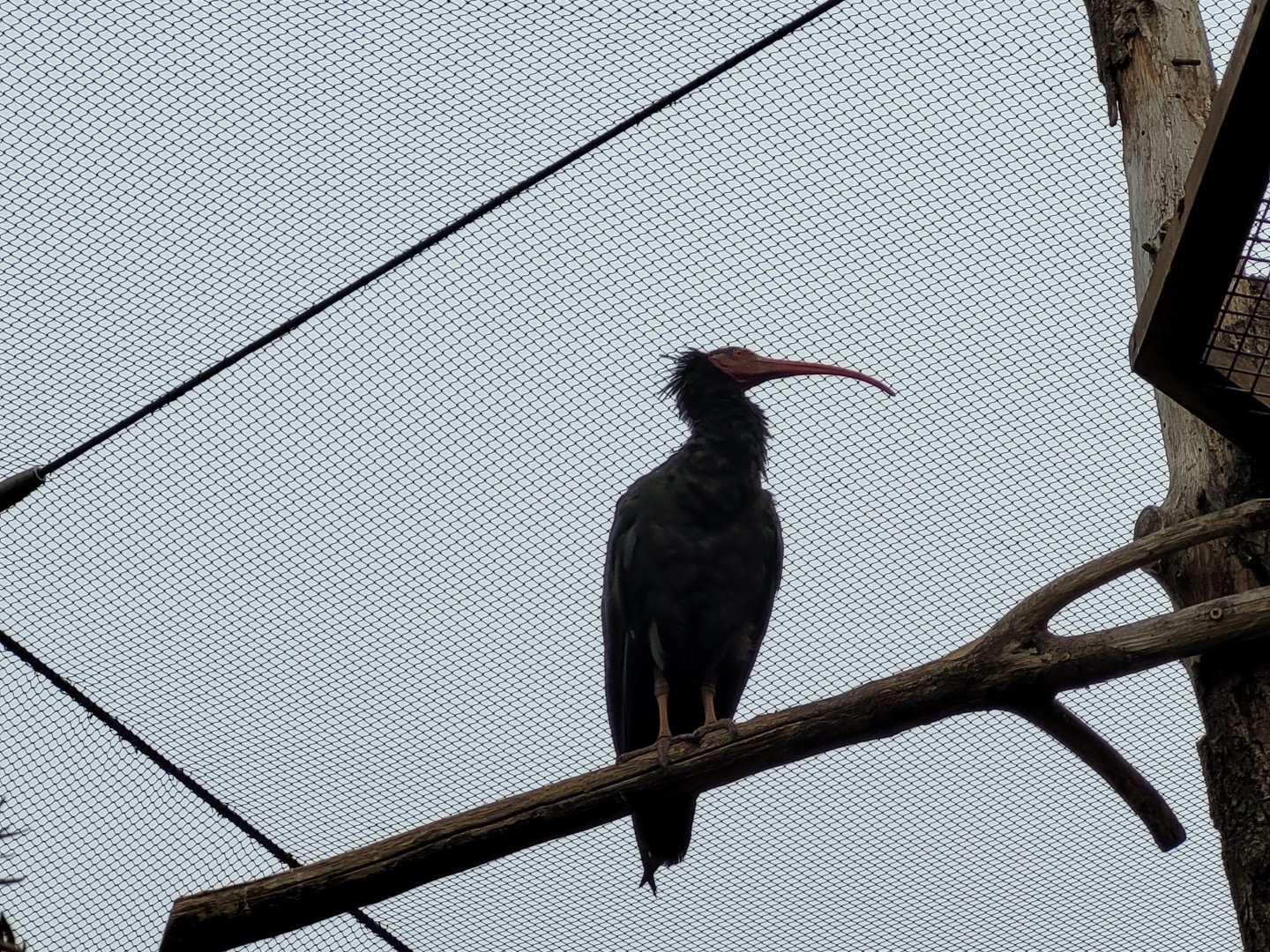 Waldrapp -Parc Zoologique de Paris (2022)