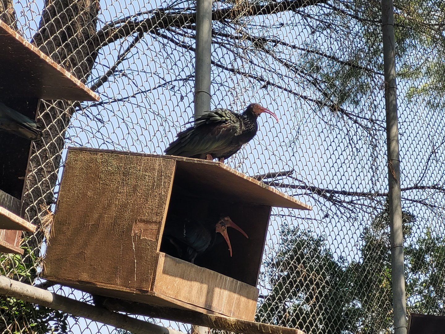 Waldrapp -Réserve Africaine de Sigean (2022)