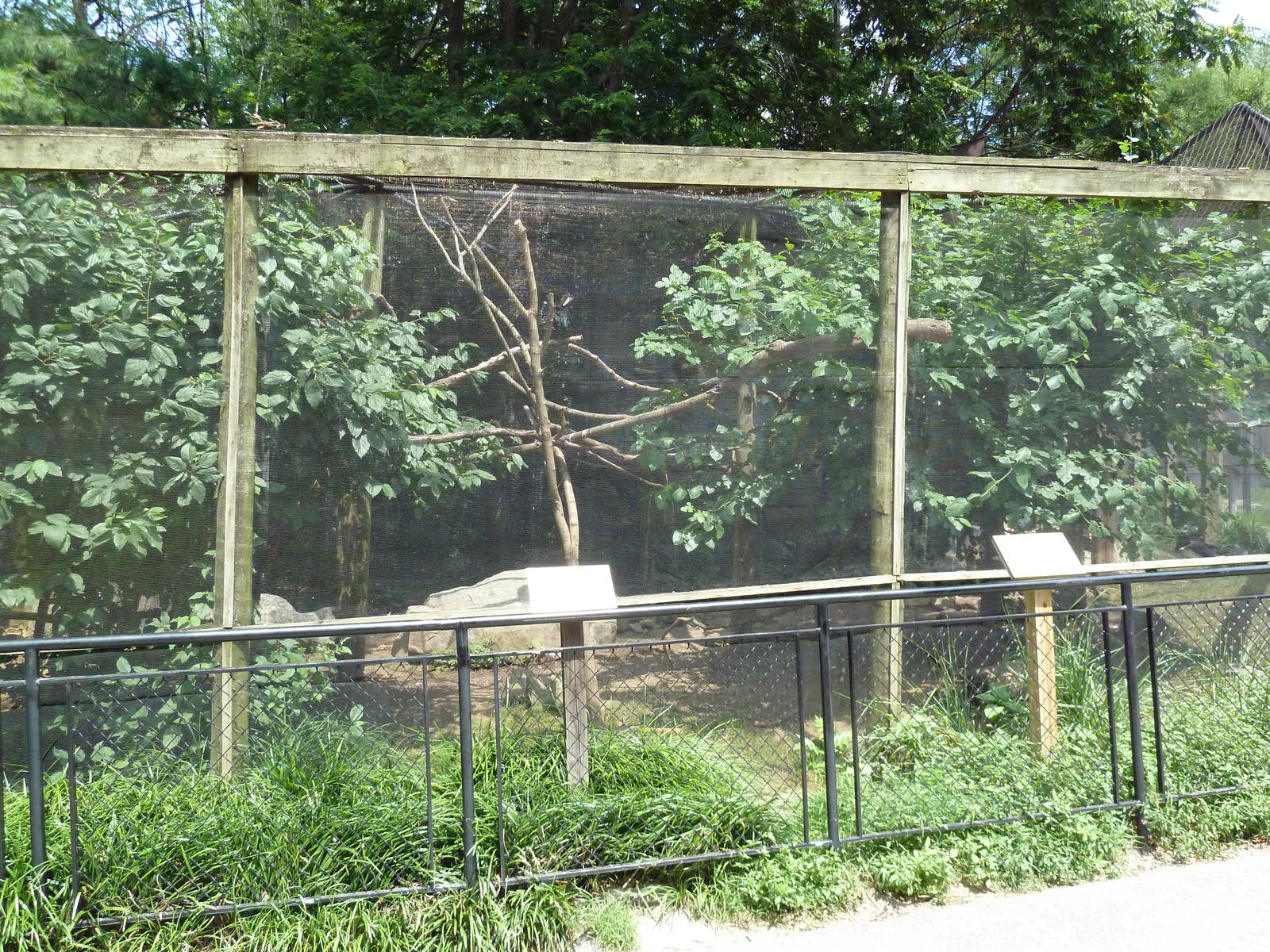 Waldrapp/Sacred Ibis Exhibit