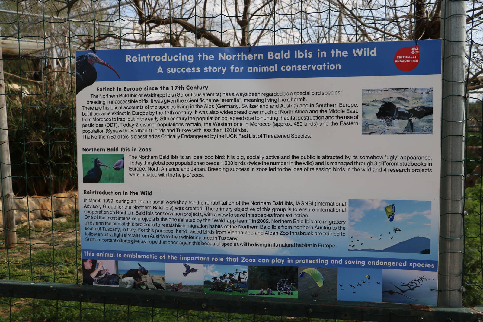 Waldrapp sign, February 2016