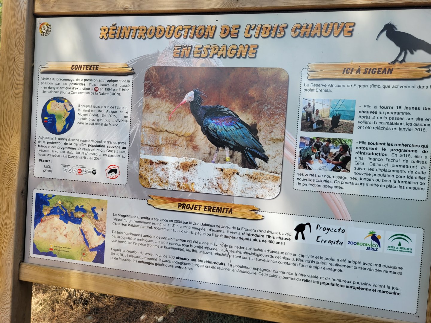 Waldrapp sign -Réserve Africaine de Sigean (2022)