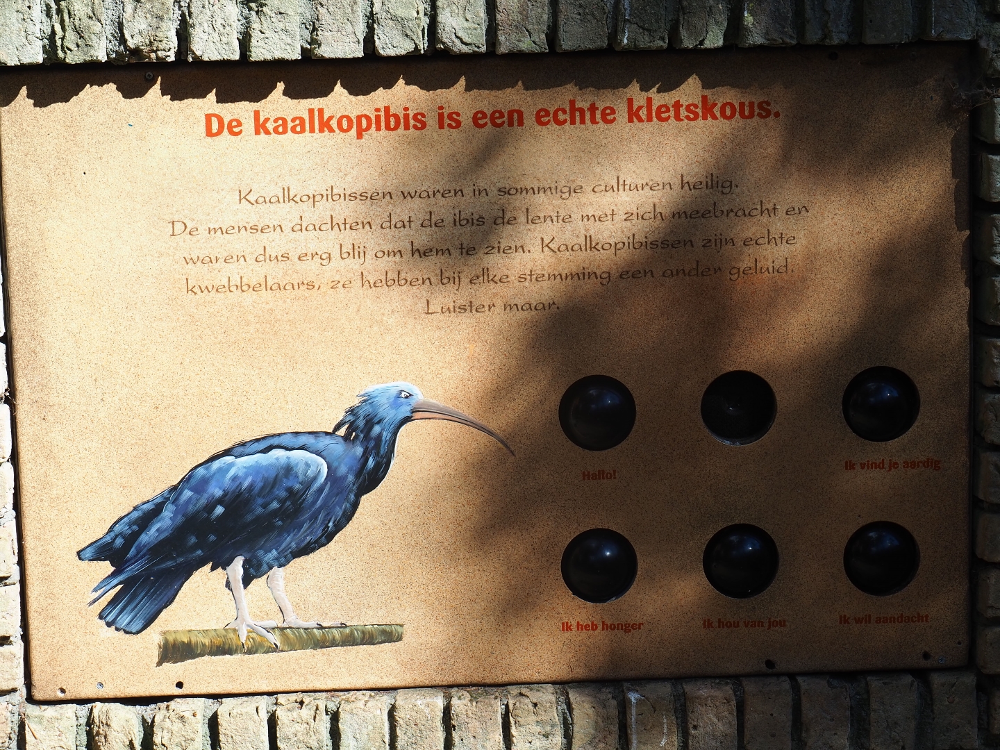 Waldrapp sounds education