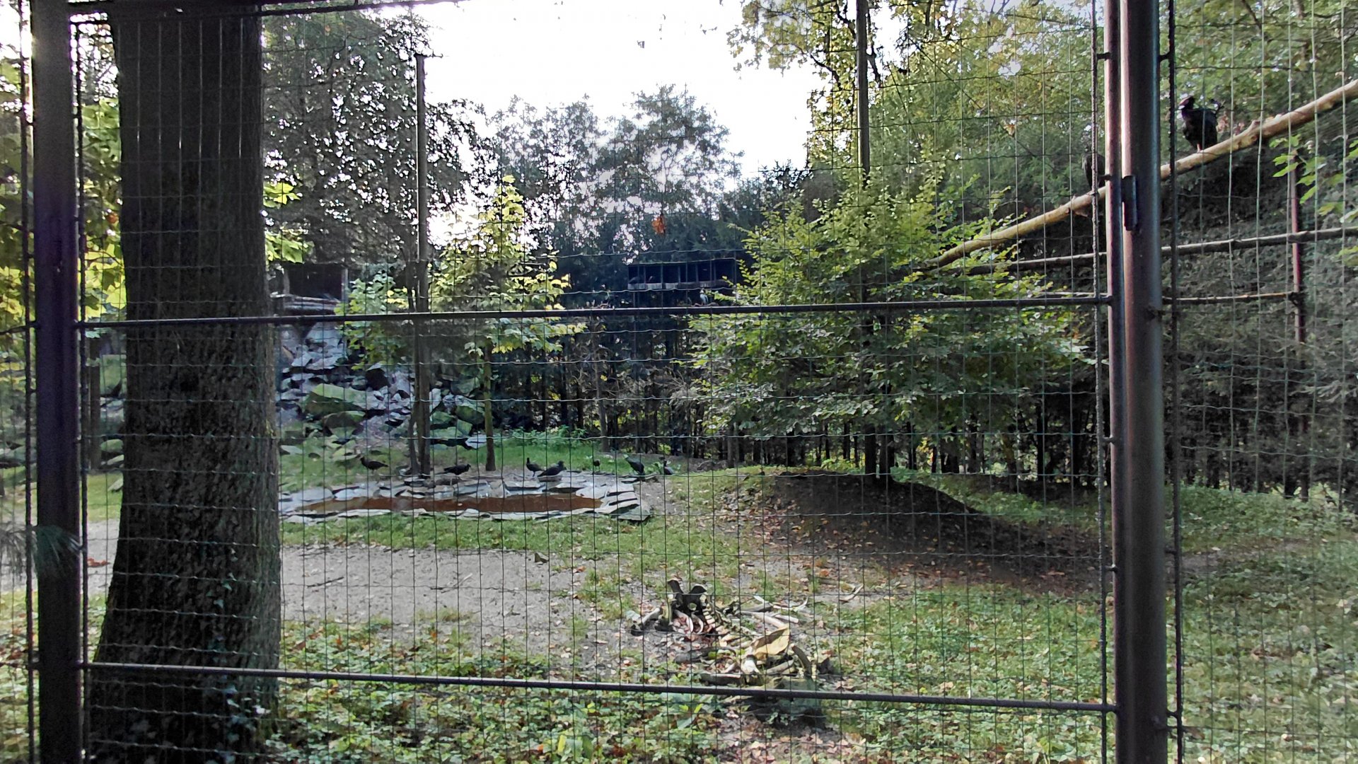 Waldrapp + vulture aviary