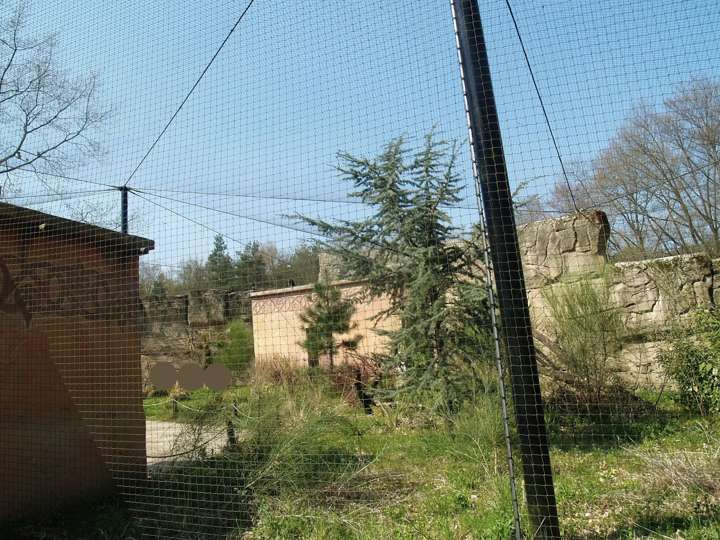 Waldrapp walk-through aviary, 2010-04-18