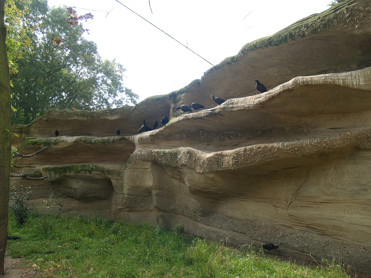 Waldrapp walk-through aviary - Nesting wall, 2007-09-16