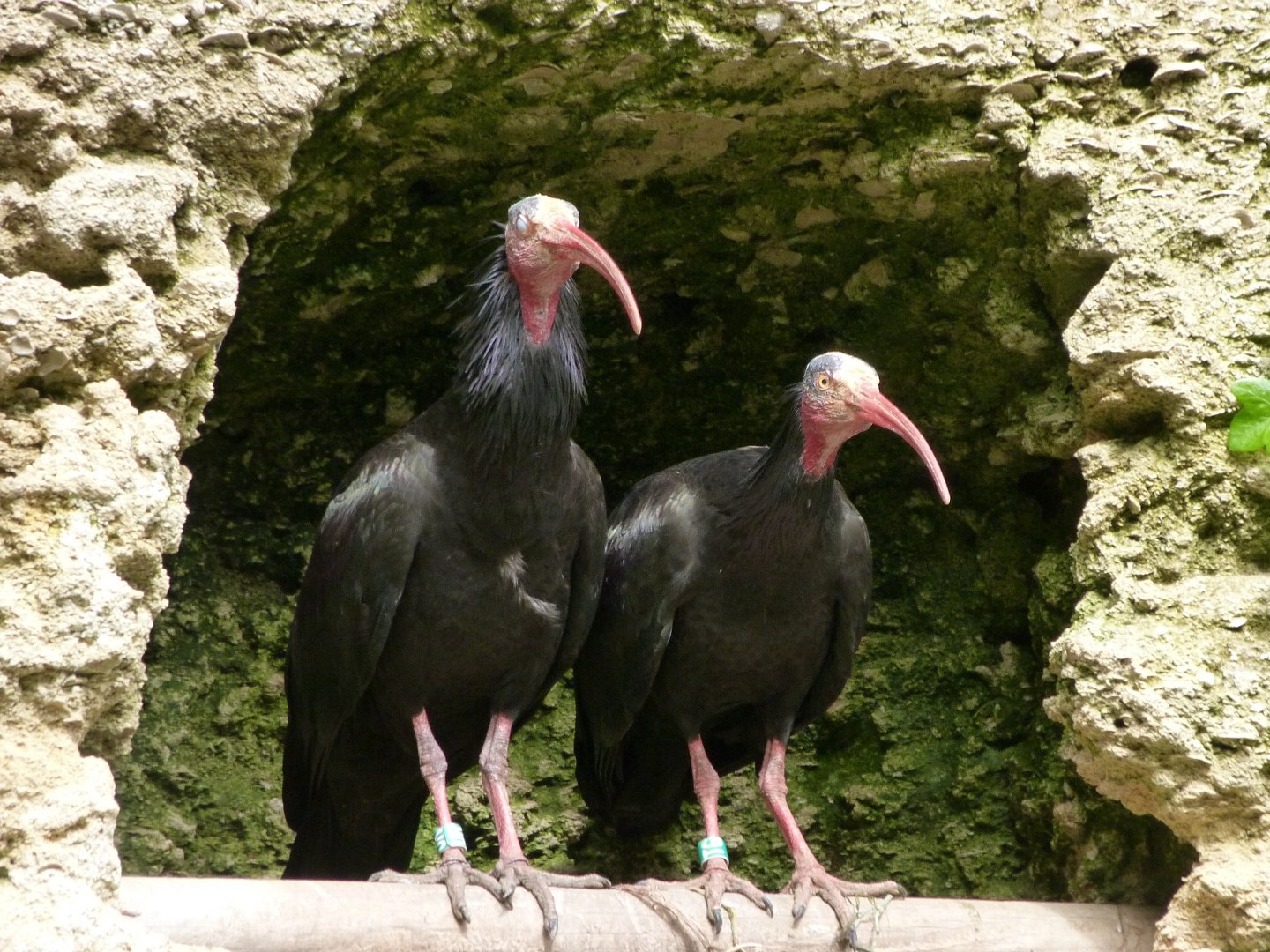 Waldrapps -Bioparc de Doué la Fontaine (2025)