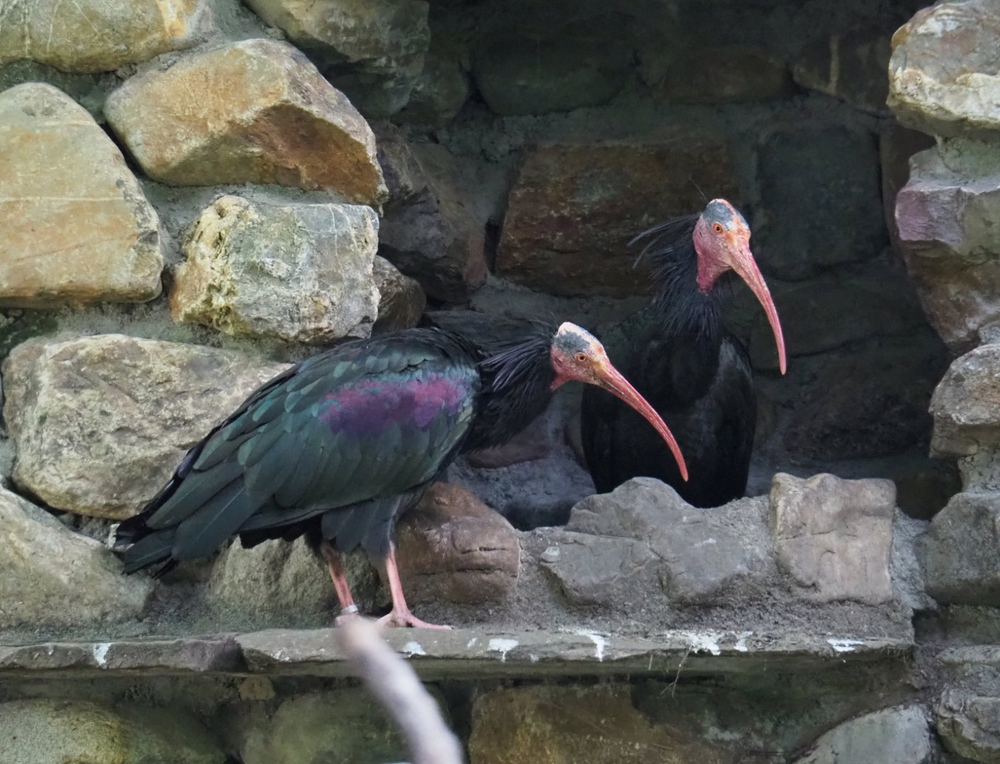 Waldrapps (Geronticus eremita), 2021-07-20