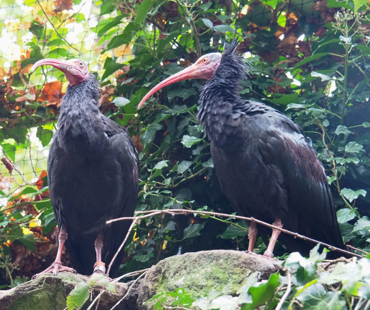 Waldrapps (Geronticus eremita), 2021-11-06