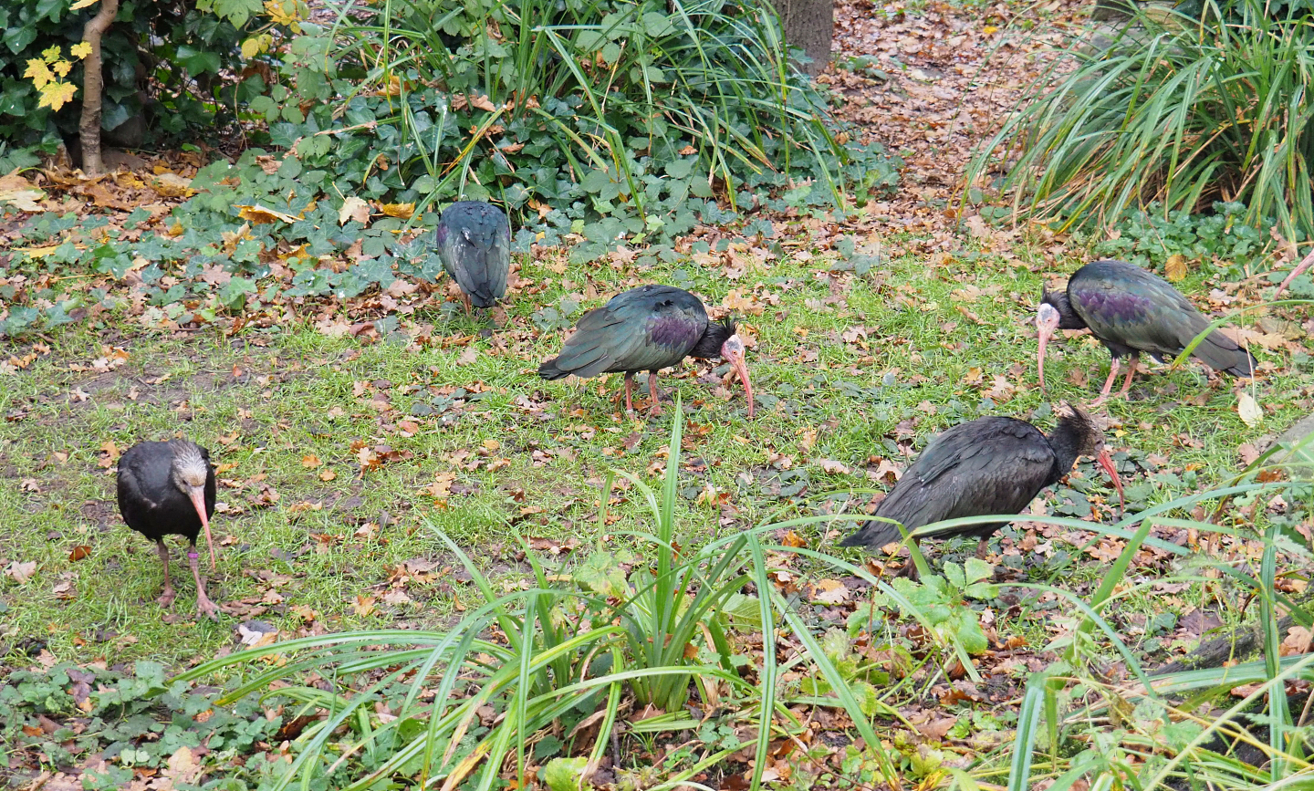 Waldrapps (Geronticus eremita), 2021-11-23