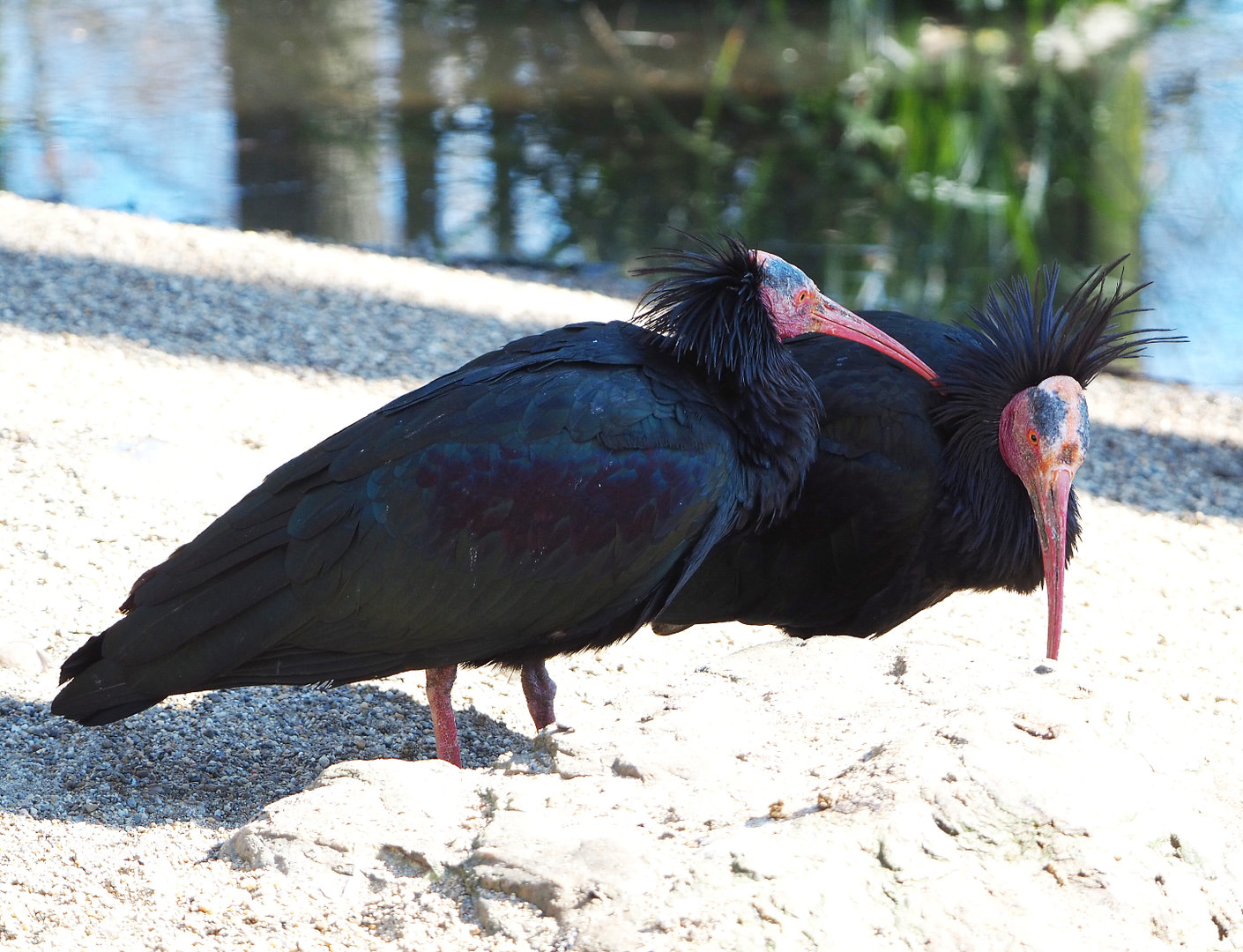 Waldrapps (Geronticus eremita), 2022-03-08