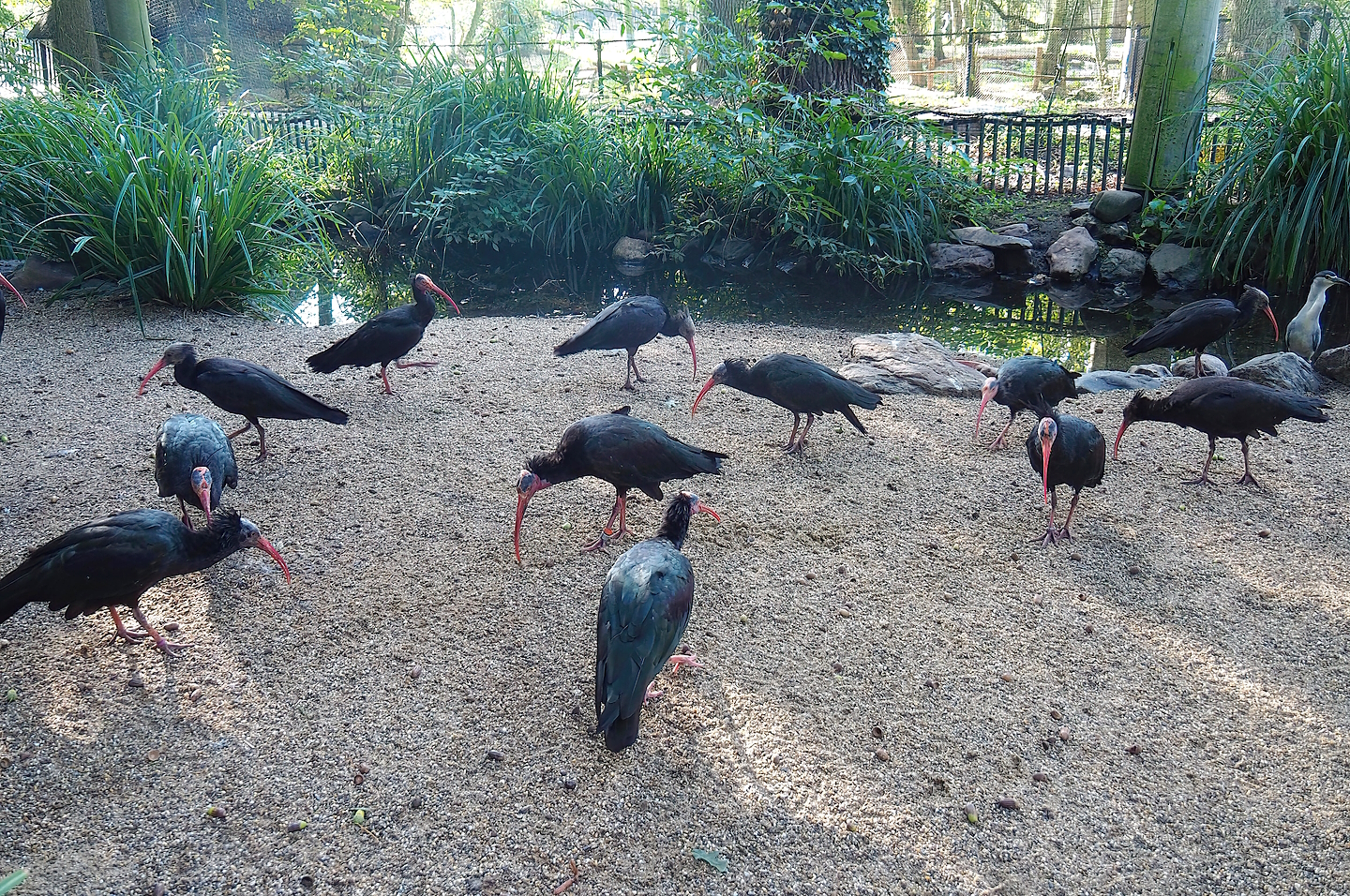 Waldrapps (Geronticus eremita), 2022-09-12