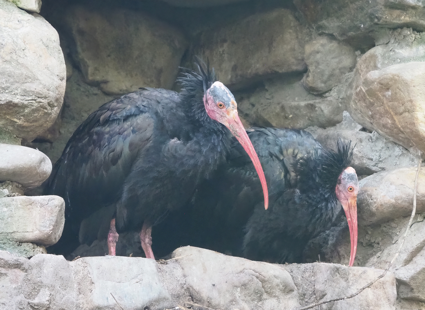 Waldrapps (Geronticus eremita), 2022-10-19