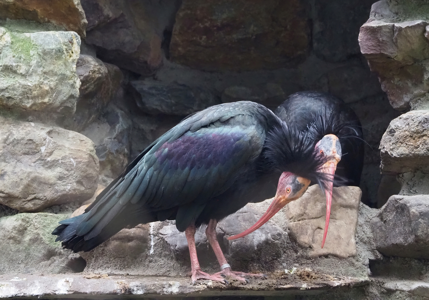 Waldrapps (Geronticus eremita), 2023-02-19