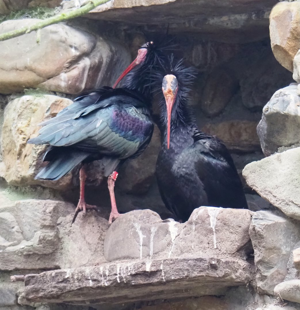 Waldrapps (Geronticus eremita), 2023-02-19