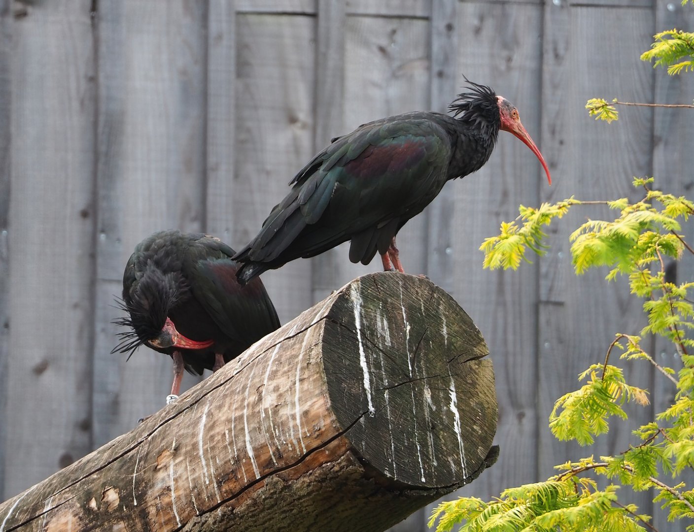 Waldrapps (Geronticus eremita), 2023-07-18