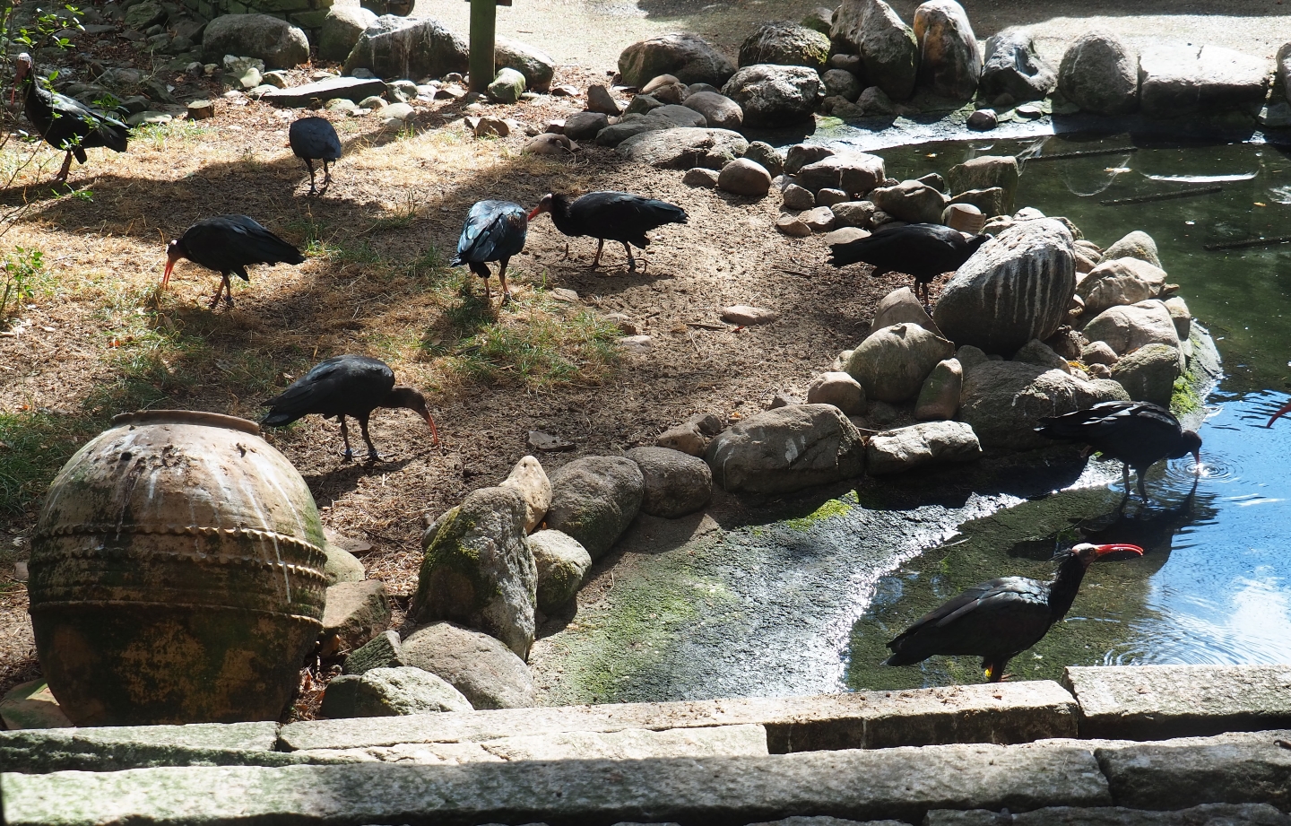 Waldrapps (Geronticus eremita)