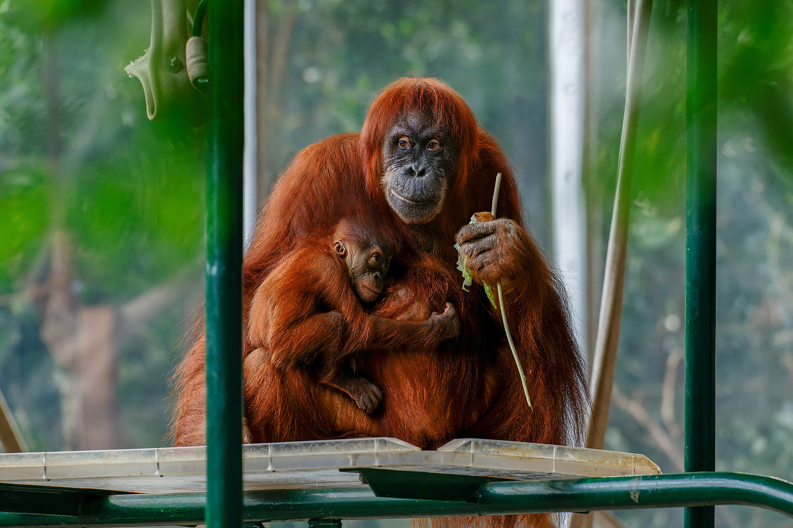 Wali and Sekali, Sumatran orangutan (Pongo abelii)