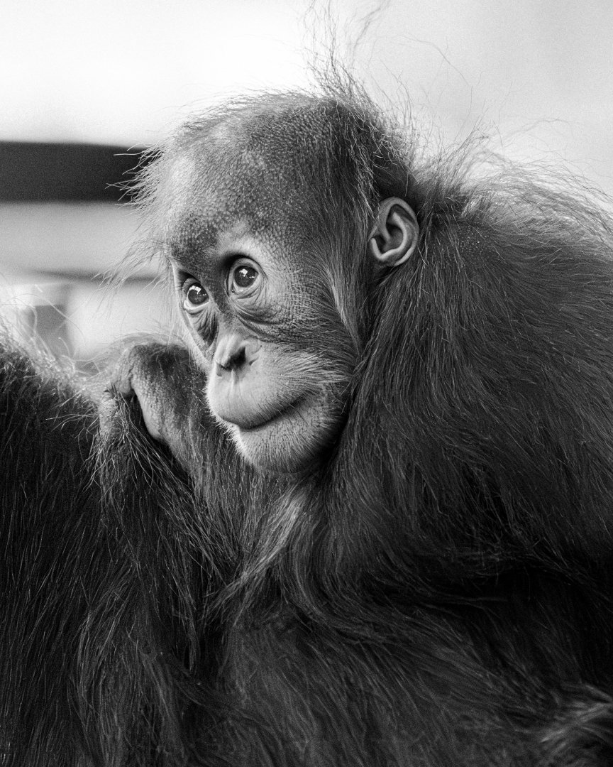 Wali, Sumatran orangutan (Pongo abelii)