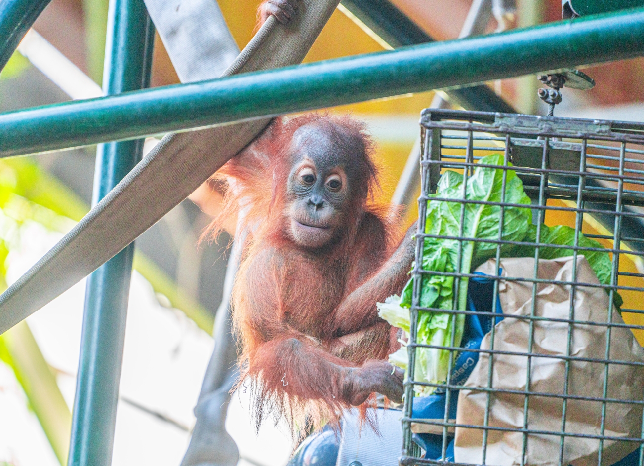 Wali the baby male Sumatran Orangutan