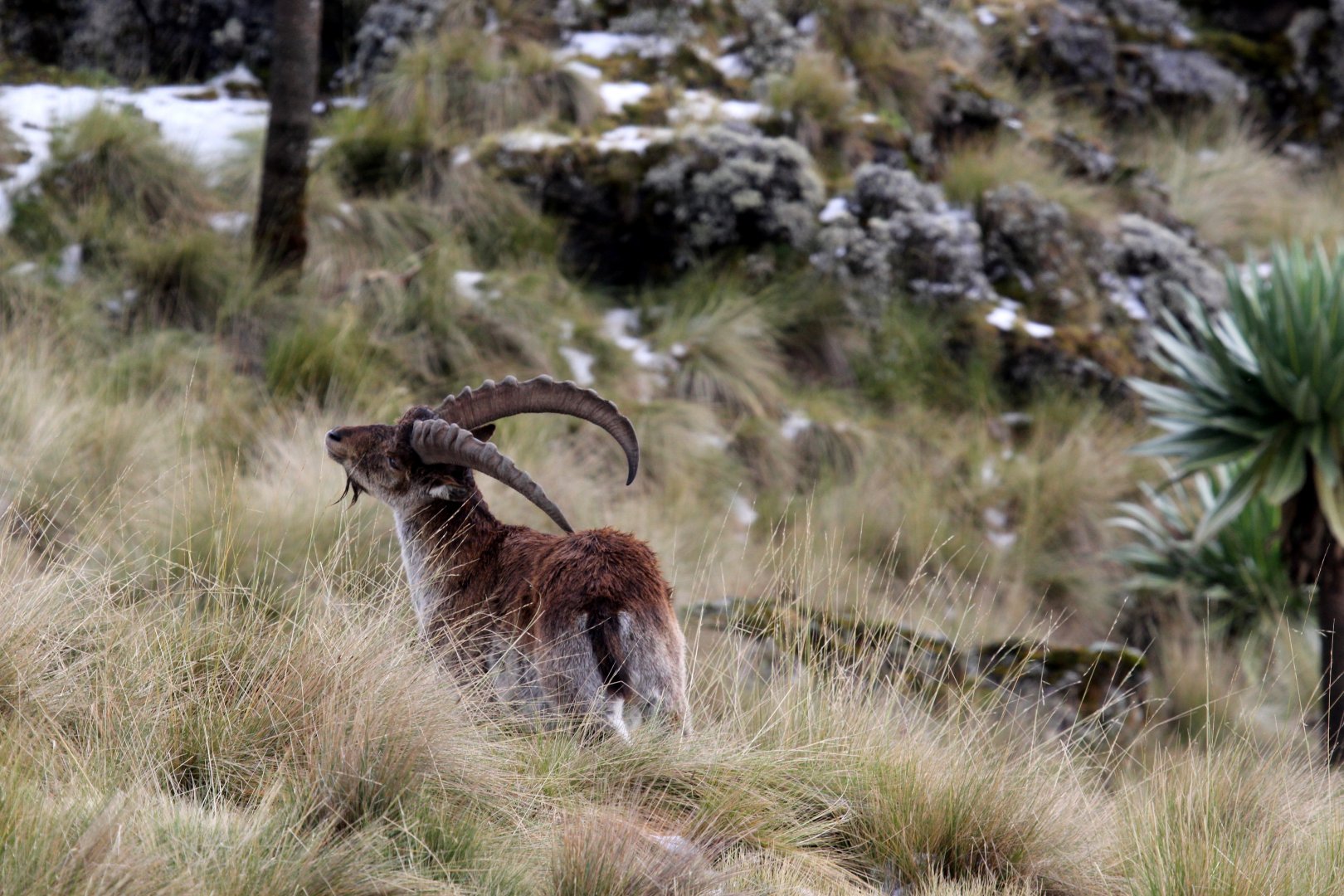 Walia ibex (Capra walie) back scratch