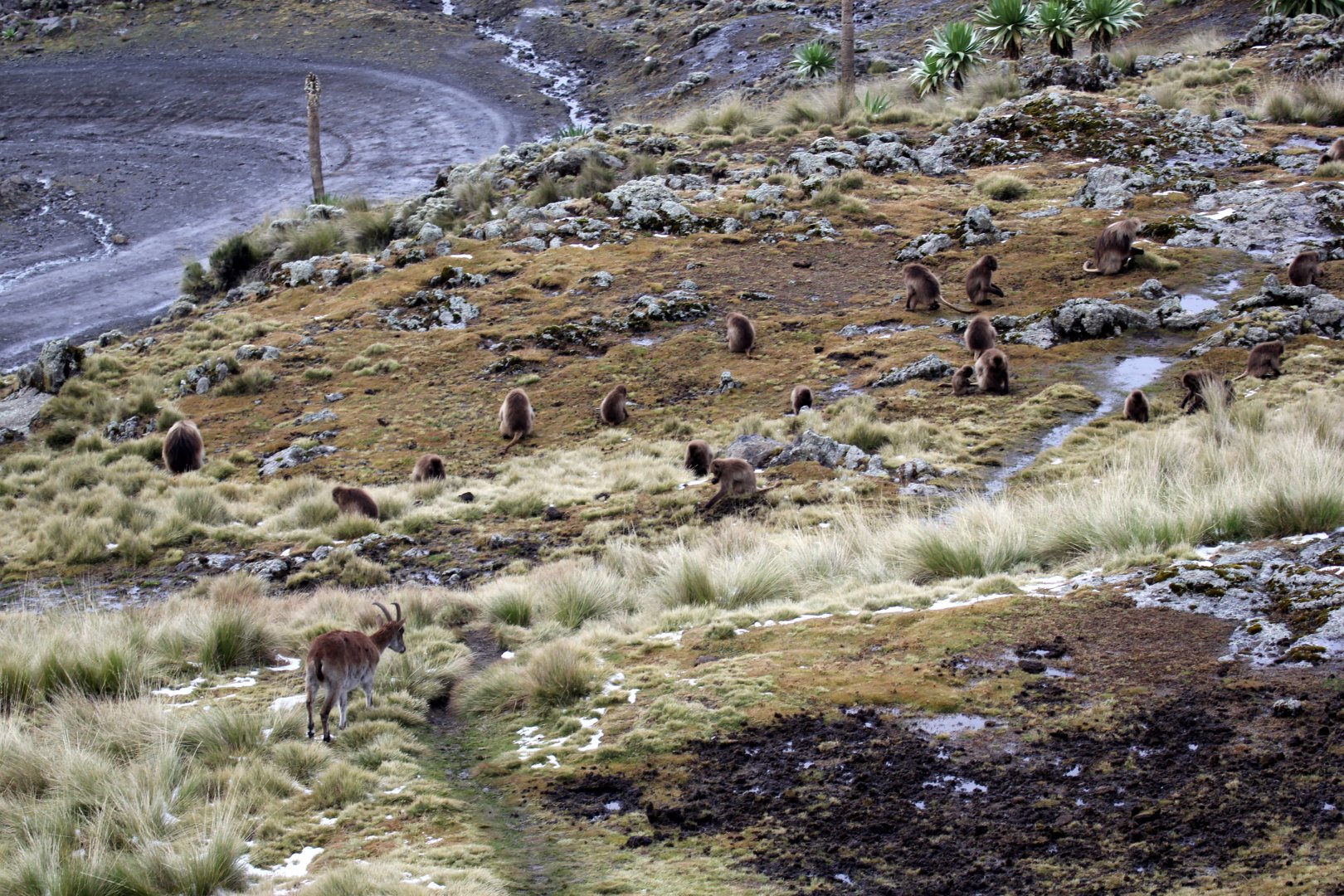 Walia ibex (Capra walie) & gelada (Theropithecus gelada)