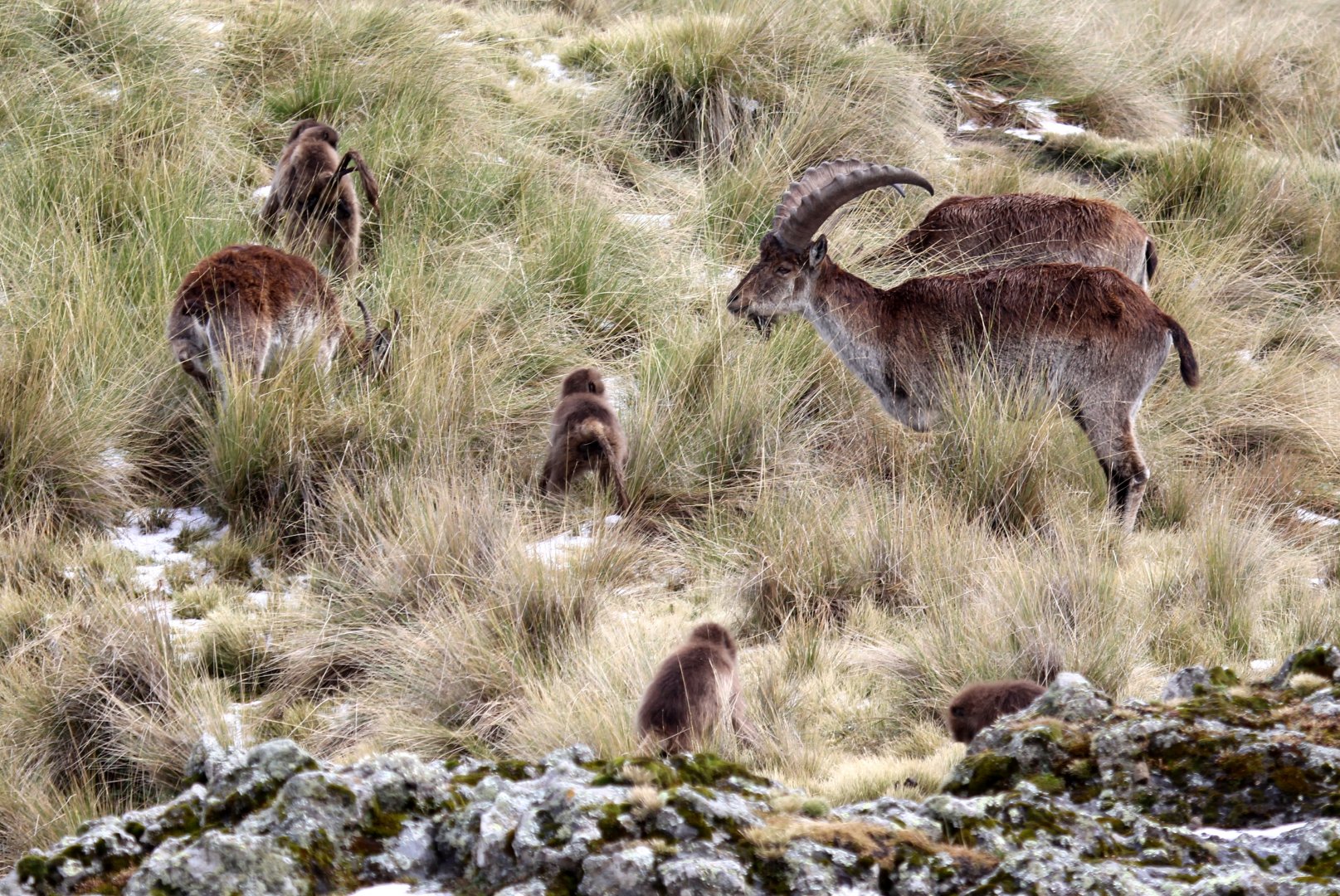 Walia ibex (Capra walie) & gelada (Theropithecus gelada)