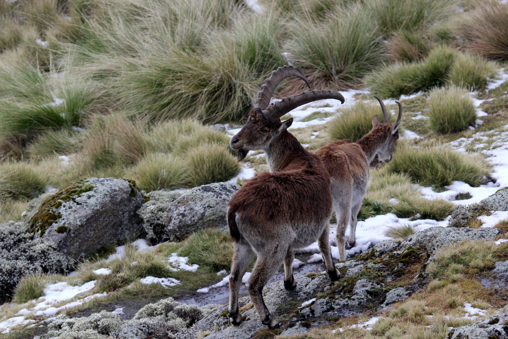 Walia ibex (Capra walie)