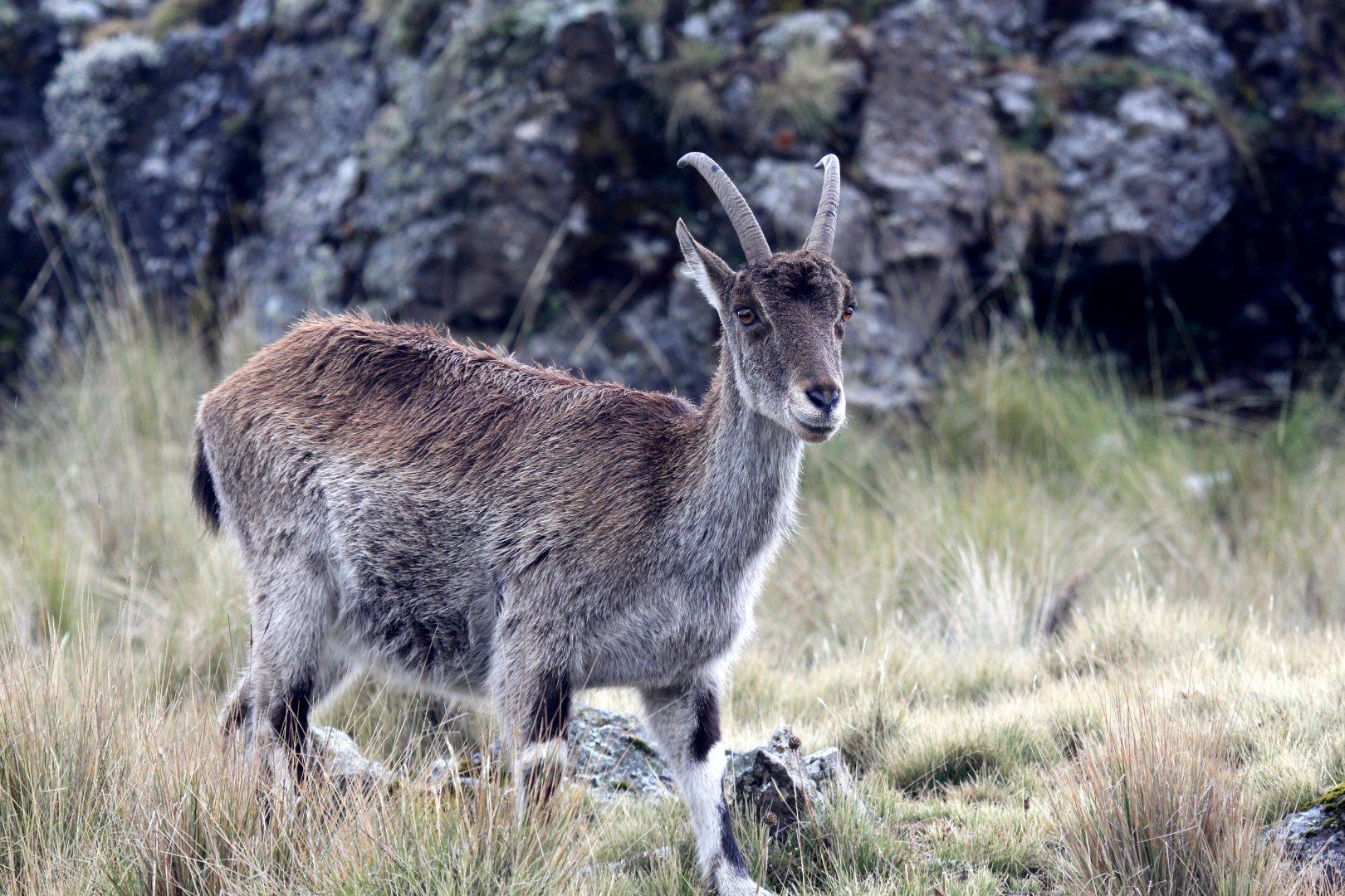 Walia ibex (Capra walie)