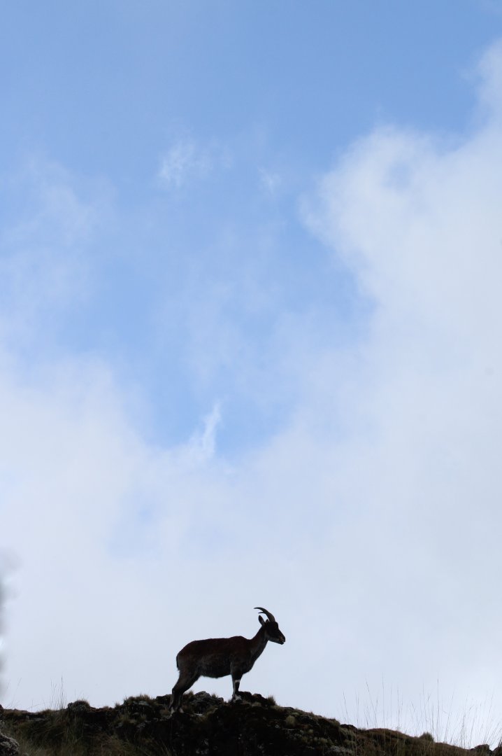 Walia ibex (Capra walie)