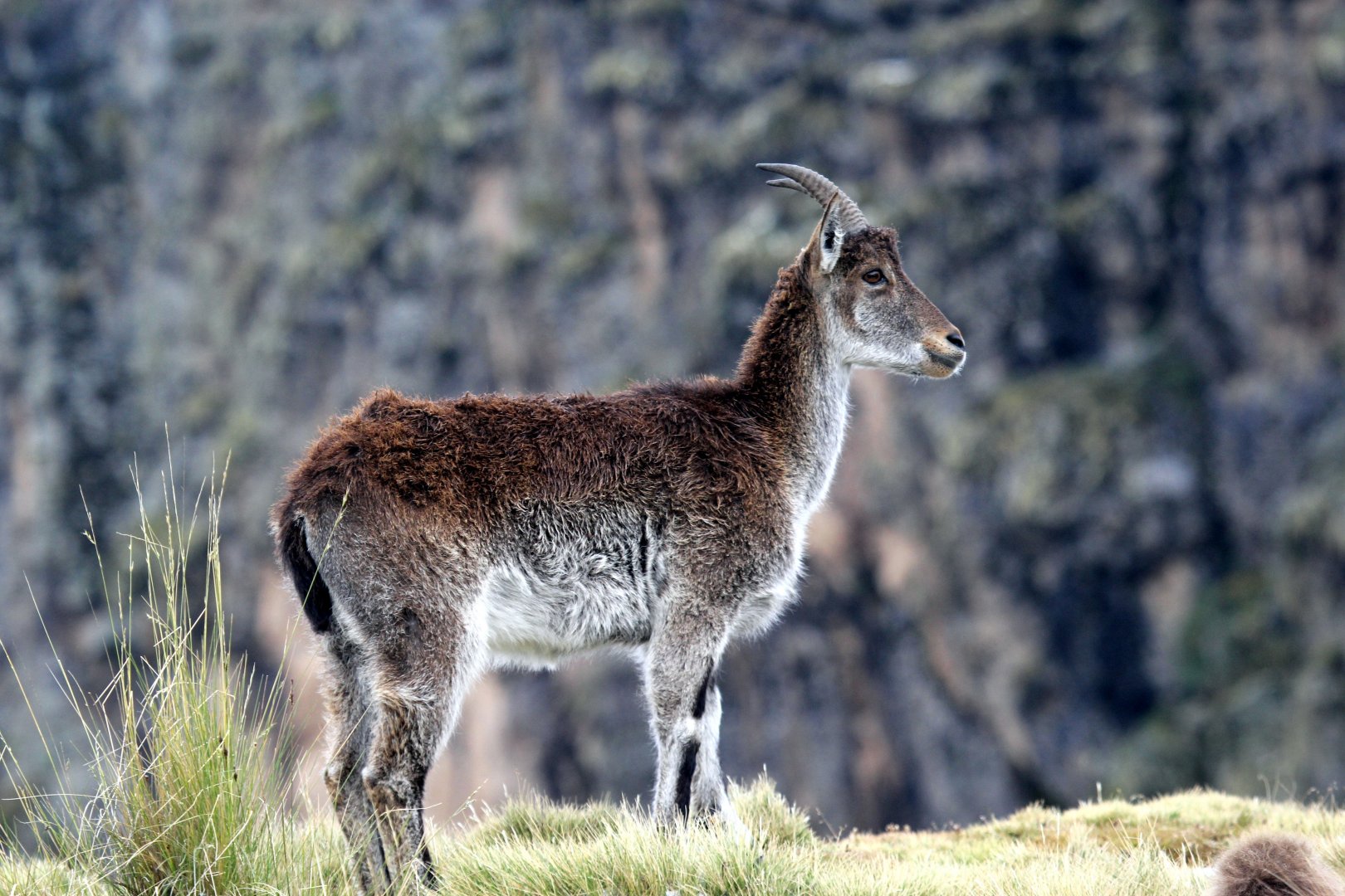 Walia ibex (Capra walie)