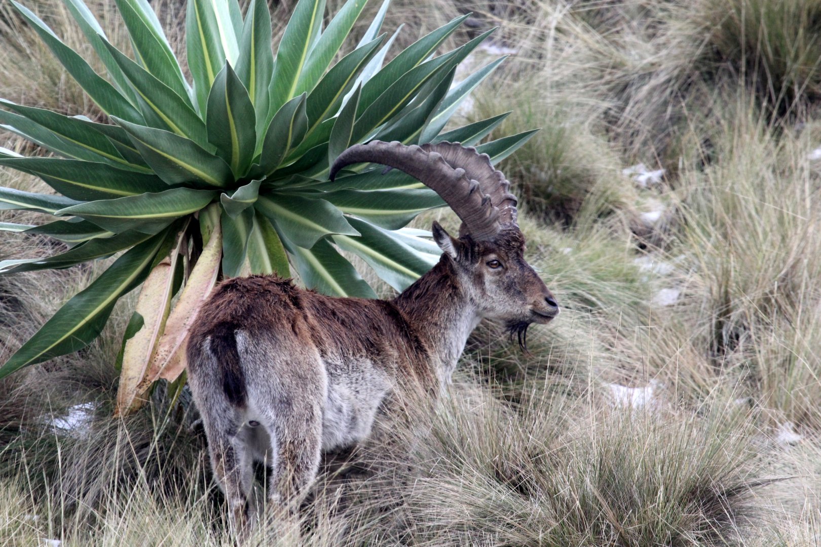 Walia ibex (Capra walie)