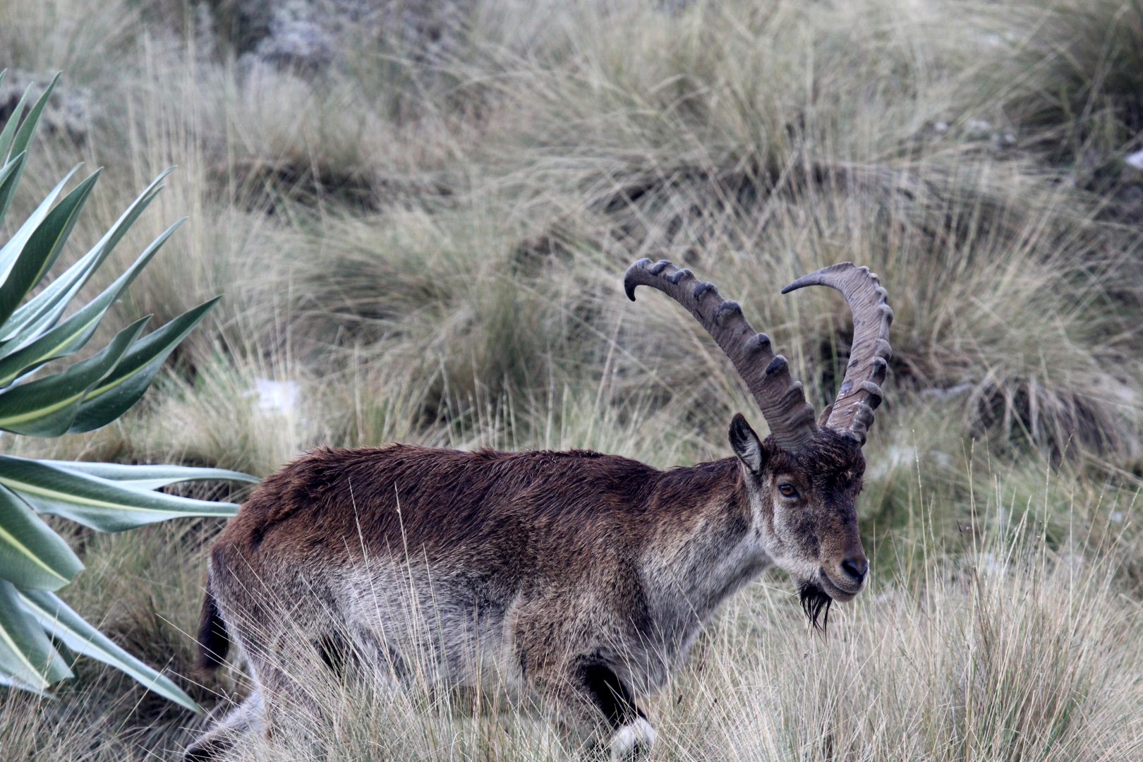 Walia ibex (Capra walie)