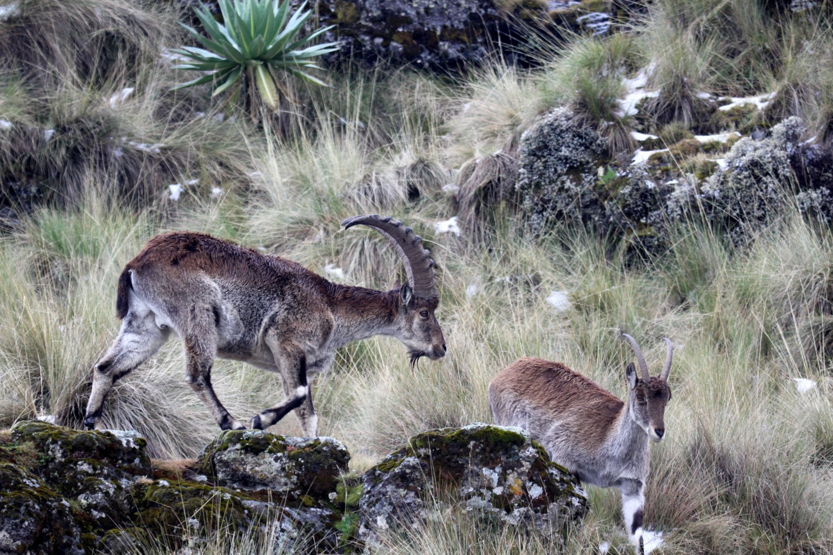 Walia ibex (Capra walie)