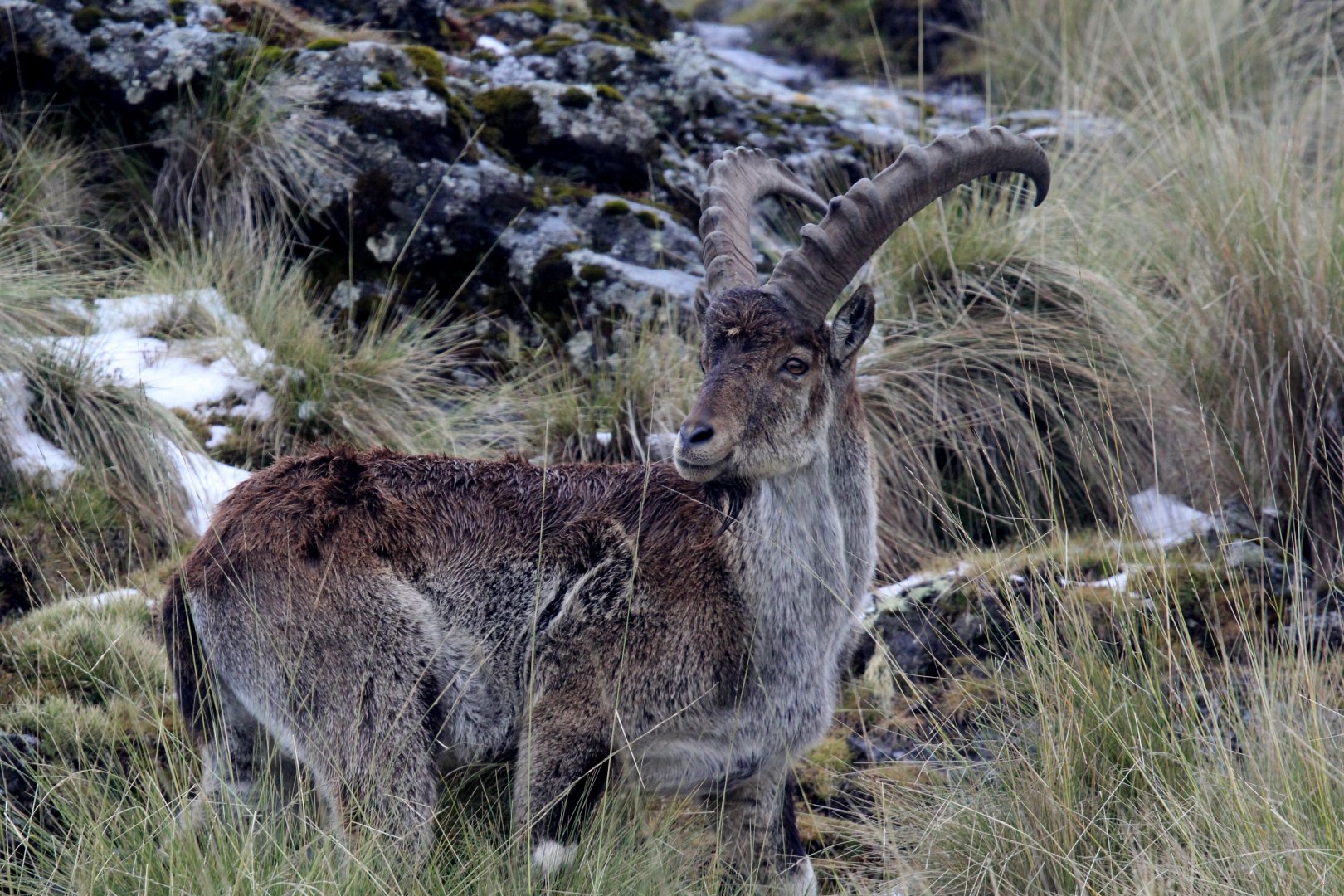 Walia ibex (Capra walie)