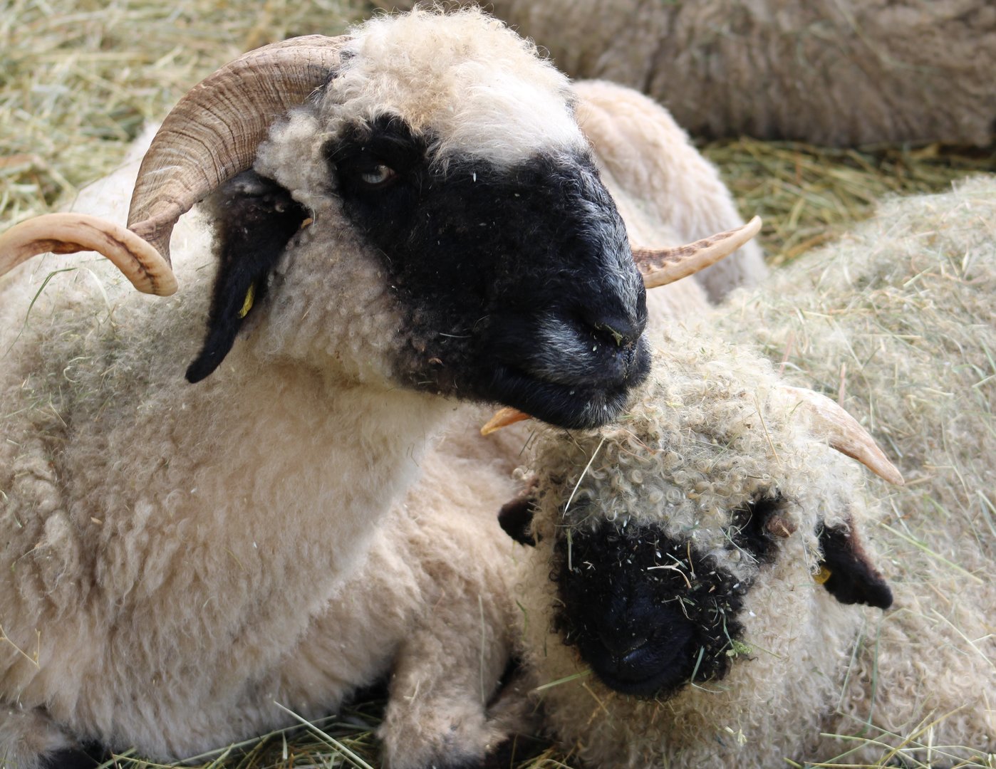 Waliser black-nosed sheep