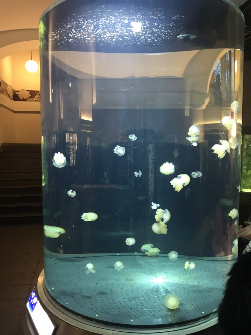 Walk around jellyfish exhibit 270118
