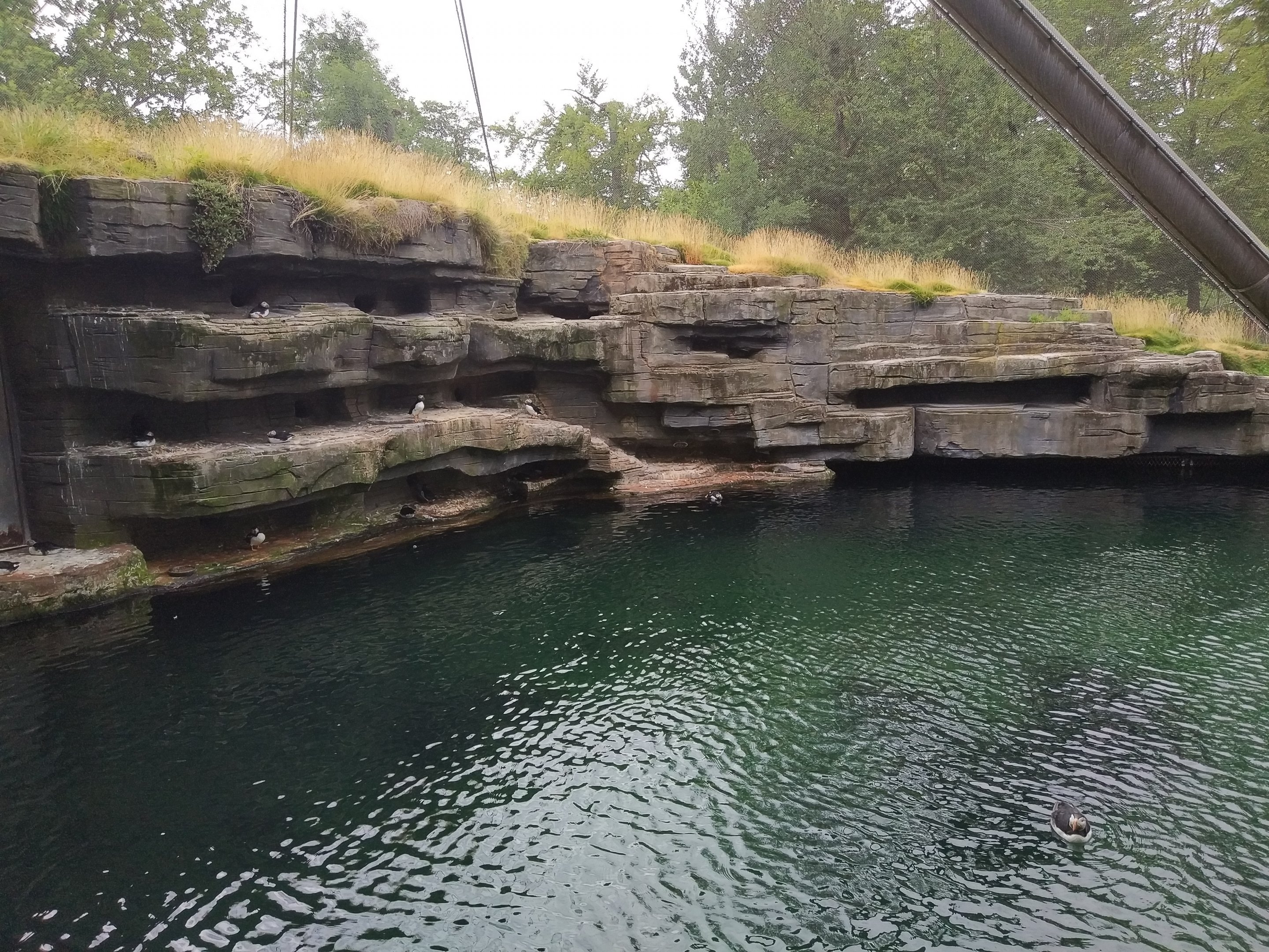 Walk-in Atlantic Puffin aviary