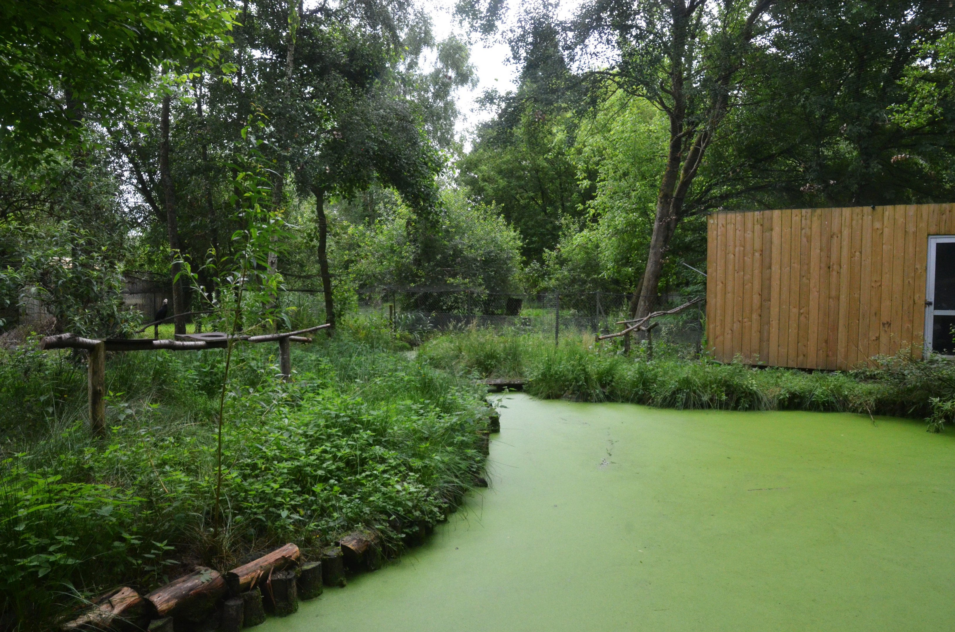 Walk-in Aviary at Spaycific'Zoo, 13/06/18