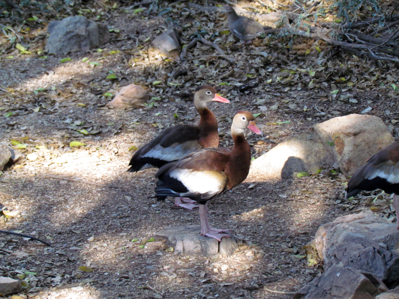 Walk-in Aviary - Black-bellied Whistling-duck